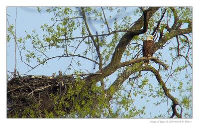 Adult Bald Eagle & two Eaglets