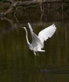 Great Egret Lift Off