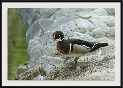 Wood Duck on shore.