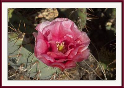 Amidst the thorns.