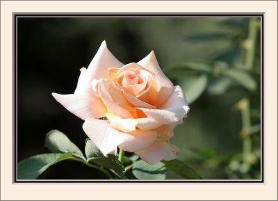 {Q}IMG_0135ps.jpg
