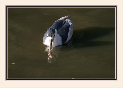 {Q}IMG_0247ps.jpg