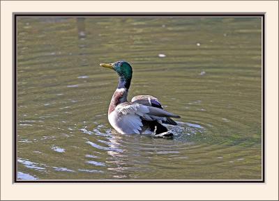 {Q}IMG_0258ps.jpg