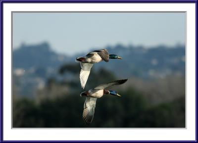 Token Ducks