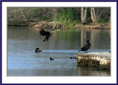 The usual cormorant