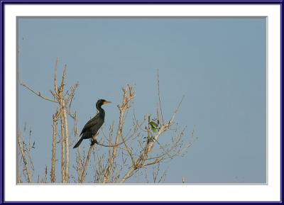 On a perch