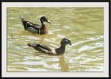 Wood Duck III