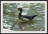 Wood Duck IV
