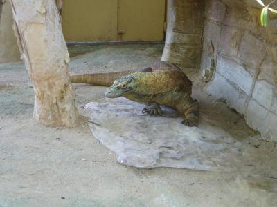 Komodo Dragon-Indonesie