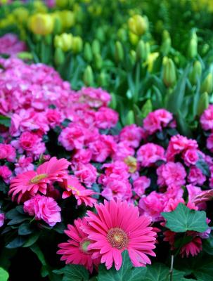 Flowers_1.jpg