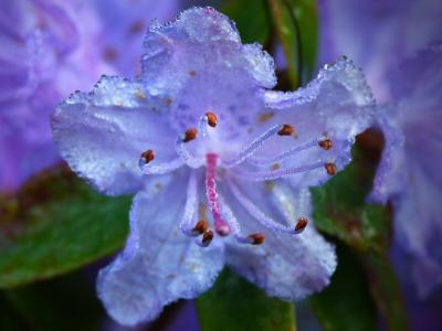 Morning dews on Azalia