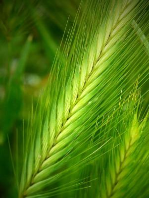 Wild barley
