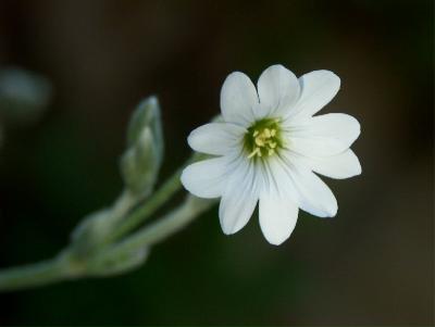 Tuscan Wild Flower