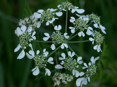 Tuscan Wild Flower