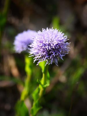 Tuscan Wild Flower