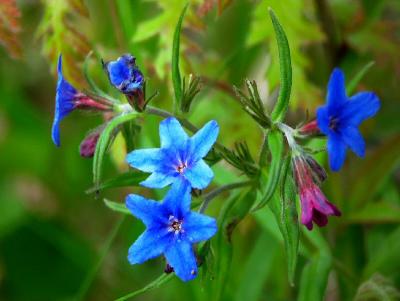 Tuscan Wild Flower