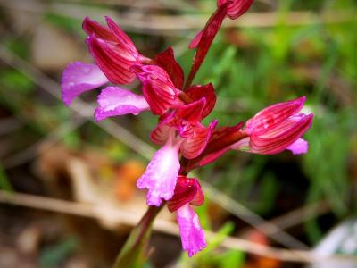 Wild orchid