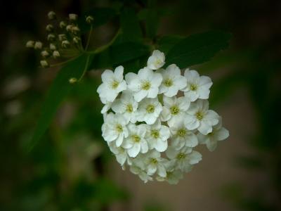 Tuscan Wild Flower