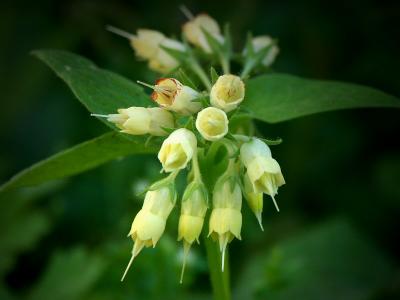 Tuscan Wild Flower