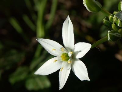 Tuscan Wild Flower