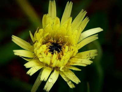 Tuscan Wild Flower