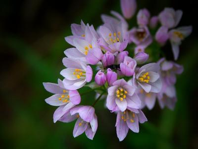 Tuscan Wild Flower