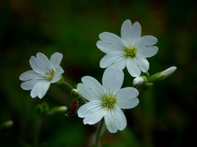 Tuscan Wild Flower