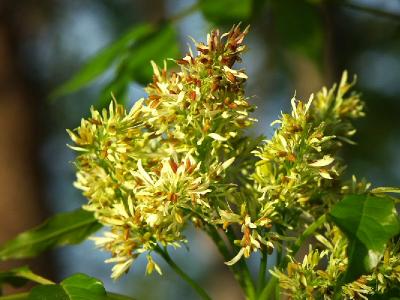 Tuscan Wild Flower