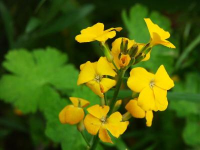 Tuscan Wild Flower