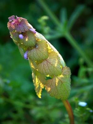 Tuscan Wild Flower