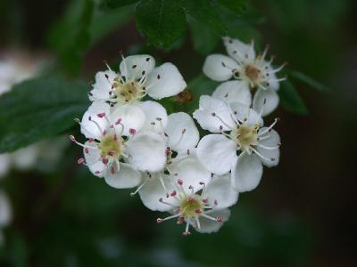 Tuscan Wild Flower