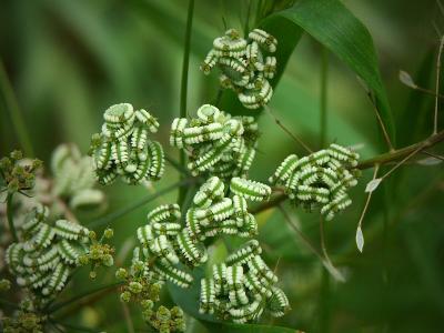 Tuscan wild flower