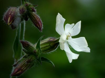 Tuscan wild flower