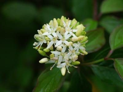 Tuscan wild flower