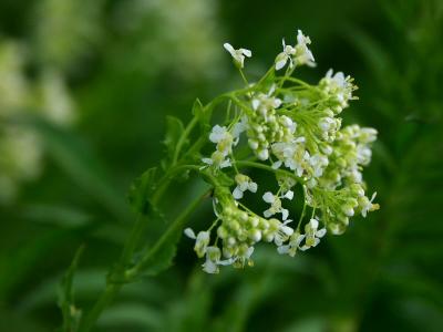 Tuscan wild flower