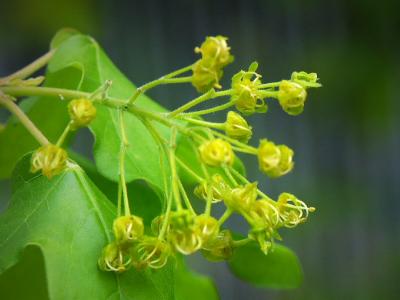 Tuscan wild flower