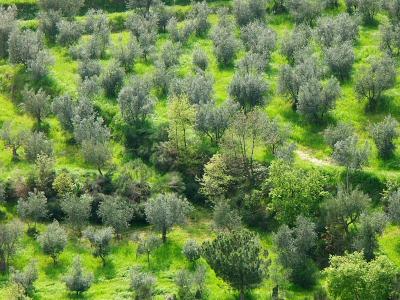 Landscape of Tuscany