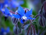 Tuscan Wild Flower