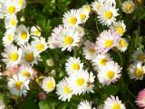 Wild Daisies