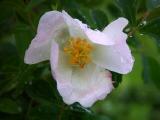 Wild rose