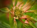 Astrantia - Masterwort