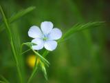 Tuscan Wild Flower