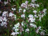 Tuscan wild flower