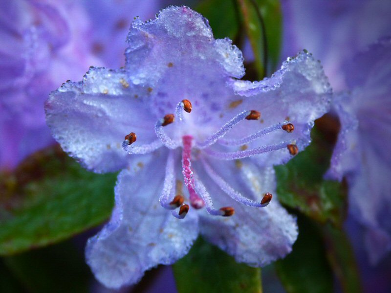 Morning dews on Azalia