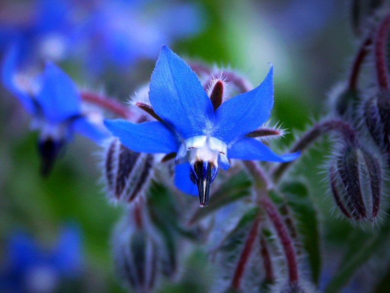 Tuscan Wild Flower