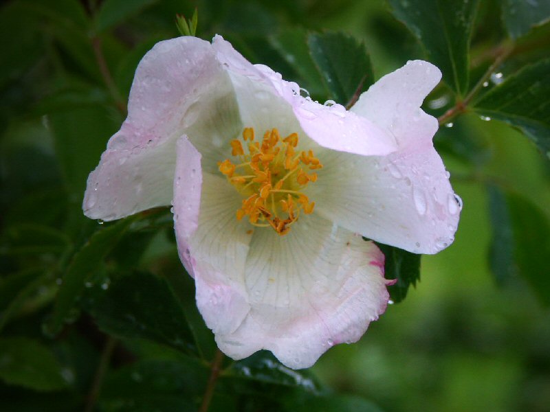 Wild rose