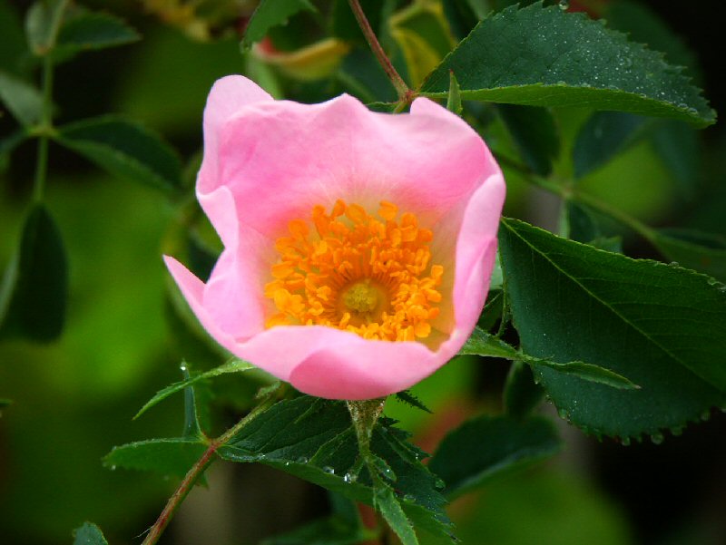 Wild rose