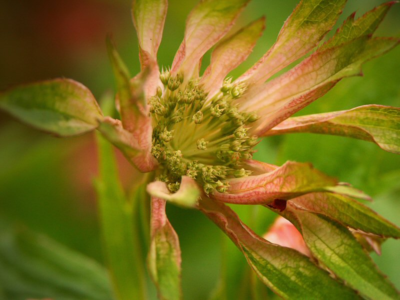Astrantia - Masterwort