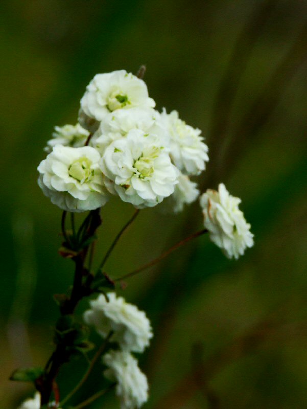 Tuscan Wild Flower
