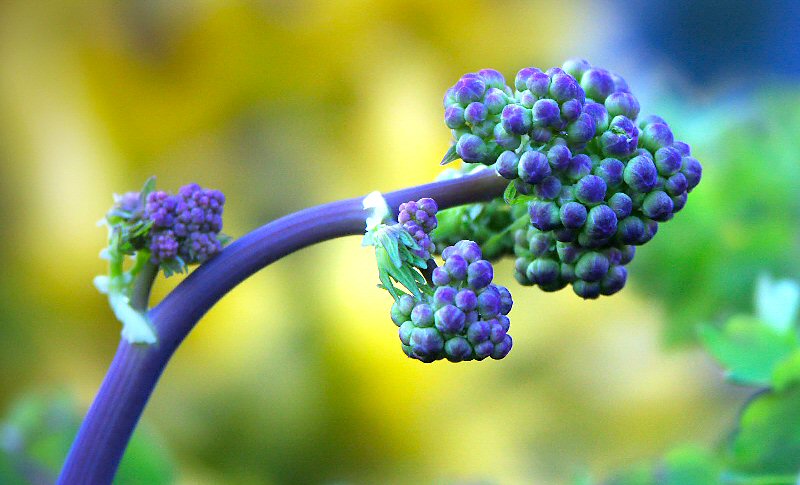 Emerging Thalictrum
